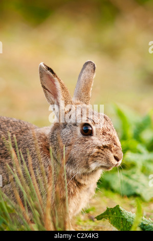 European Rabbit (Oryctolagus cuniculus) grazing in Warwickshire field Stock Photo