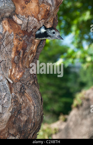 Middle Spotted Woodpecker (Dendrocopos medius) young emerging from nest Stock Photo