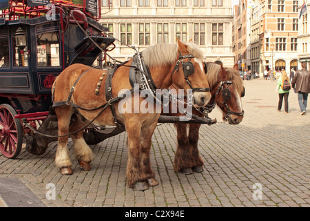 Horses resting in the Grote Markt Market Square Antwerp Belgium Stock Photo