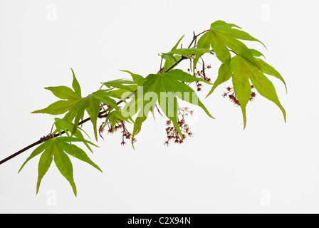 Acer palmatum 'Osakazuki' - Japanese Maple Stock Photo