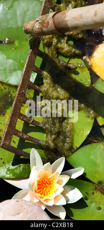 Covered with algae habitat Stock Photo