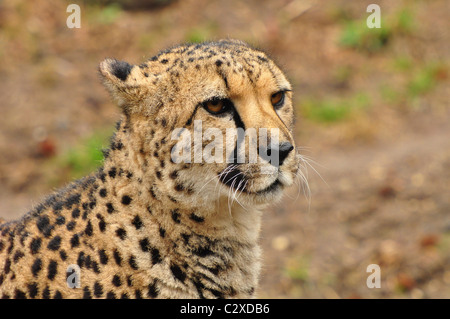 Portrait Of A Cheetah Stock Photo