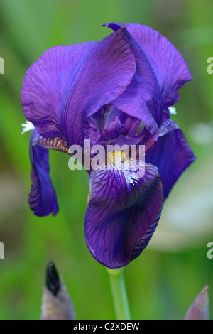 Close-up of Purple Bearded Iris (Iris germanica) Stock Photo