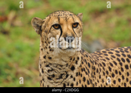 Profile Of A Cheetah Stock Photo