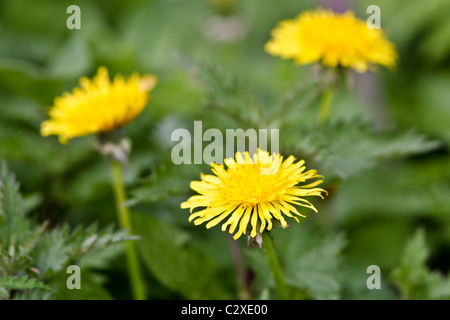 Dandelion flowers (Taraxacum officinale) Stock Photo