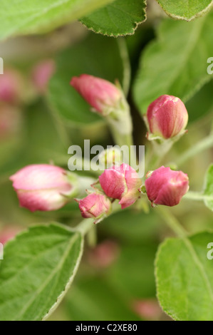 domestica malus ballerina flamingo columnar apple tree alamy similar