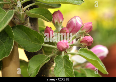 Malus domestica 'Ballerina flamingo' Columnar apple tree Stock Photo