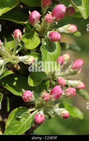 Malus domestica 'Ballerina flamingo' Columnar apple tree Stock Photo