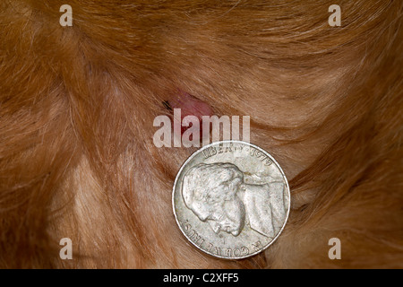 Sebaceous gland adenomas in dogs Stock Photo