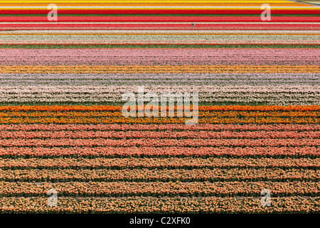 Lone Dutch tulip farmer (tiny speck) at work in his fields near The Keukenhof Flower Garden in Lisse, Holland, The Netherlands. Stock Photo