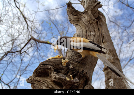 A common Bird Tree pie eating food given by tourist in Ranthambore National Park, Rajasthan India. Stock Photo