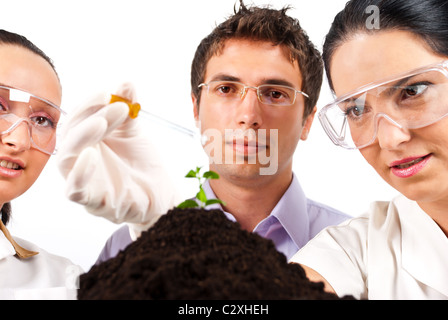 Close up of botanical scientists team working in laboratory,a woman holding a pipette and pouring liquid on a plant Stock Photo
