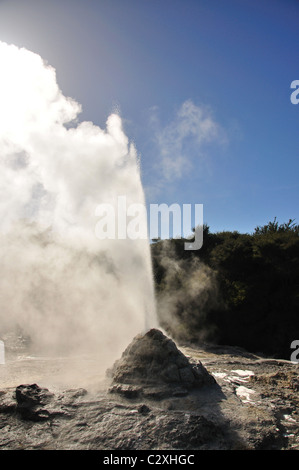 The Lady Knox Geyser erupting, Wai-O-Tapu Thermal Wonderland, Rotorua, Bay of Plenty Region, North Island, New Zealand Stock Photo