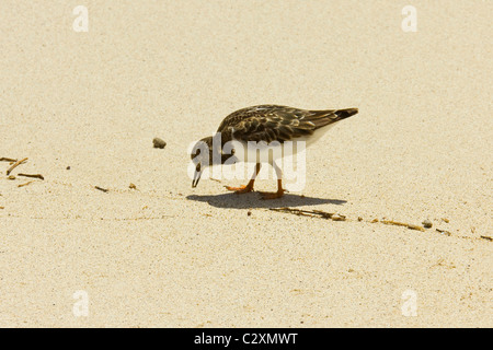 Sandpiper on Ned's Beach a this World Heritage Site for beauty and biodiversity: Lord Howe Island, New South Wales, Australia Stock Photo