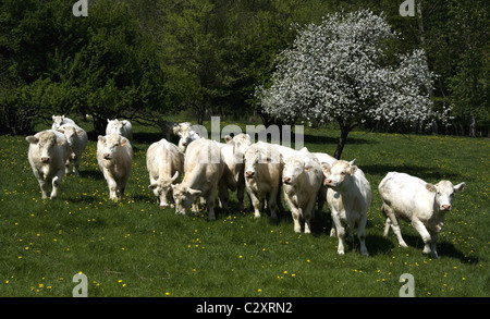 Calves, Eckhartswiller, Alsace, France Stock Photo