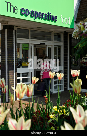 Woman enters Co-operative Food store past vibrant tulip display in Rustington near Littlehampton, West Sussex. Stock Photo