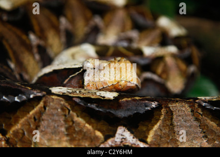 Bitis gabonica, commonly known as the Gaboon viper, is a venomous snake