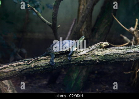 A Chinese stripe-necked turtle ( Ocadia sinensis ) Stock Photo