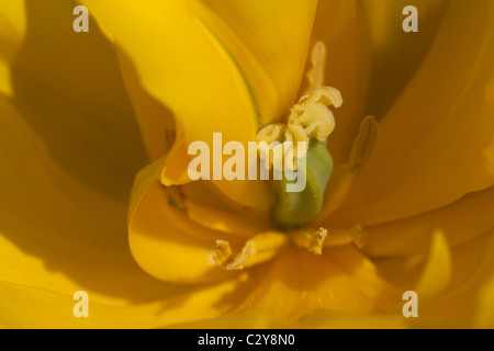Centre of a tulip flower Stock Photo