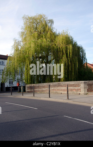 Large weeping willow tree in the centre of Norwich, Norfolk, England. Stock Photo
