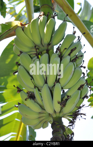 Banana tree, bananas growing on tree Stock Photo