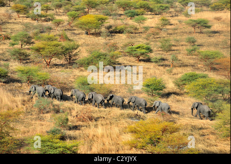 Savanna elephant (Loxidonta Africana) bulls on move near Ayod, edge of Sudd Swamp, South Sudan Stock Photo