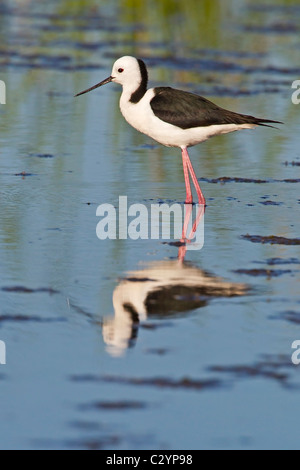 Black-winged Stilt wading in shallow water. Stock Photo