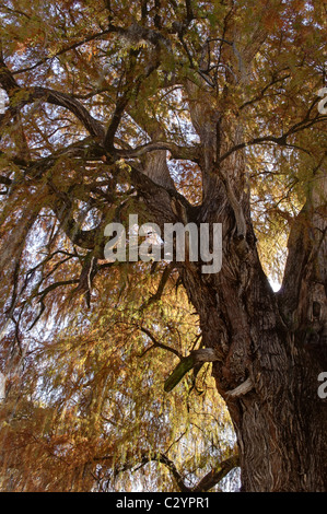 Branches of an Ahuehuete tree (Taxodium mucronatum) also known as Montezuma Cypress or Sabino in Tepotzotlan, Mexico Stock Photo