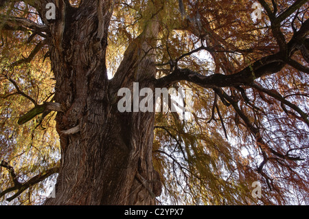 Branches of an Ahuehuete tree (Taxodium mucronatum) also known as Montezuma Cypress or Sabino in Tepotzotlan, Mexico Stock Photo