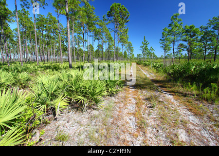 Pine Flatwoods - Florida Stock Photo