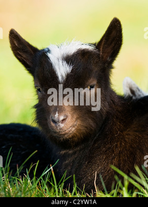 Feral goat kid resting in shade Stock Photo
