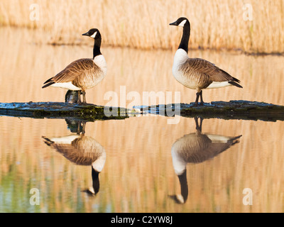 Canada geese casting their reflections onto calm water Stock Photo