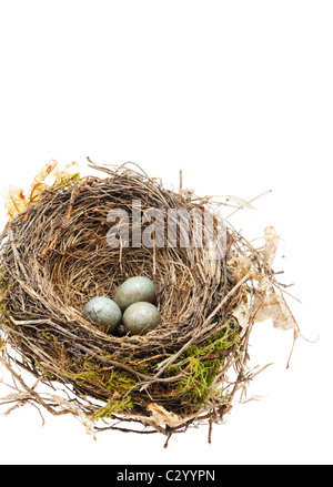 Detail of blackbird eggs in nest isolated on white background Stock Photo