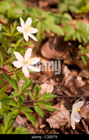 Wood Anenome flowers with a background of brown beech eaves Stock Photo