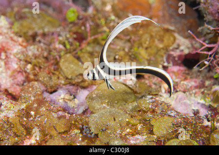 This is an example of a juvenile spotted drum fish. Stock Photo