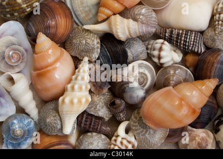 Seashells on Sanibel Island, Florida Stock Photo