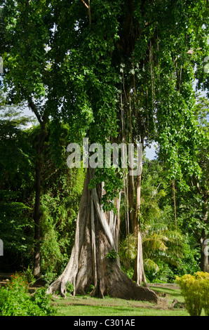 Botanical Gardens, oldest in the Western Hemisphere, at Kingstown, St. Vincent Stock Photo