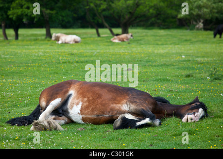 Welsh horse sleeping in meadow in Snowdonia, Gwynedd, Wales Stock Photo