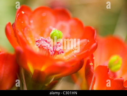 Close up Mojave Mound cactus (Claret Cup) blooms in spring - Mojave desert, California USA