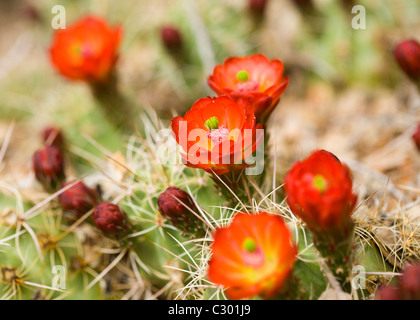 Mojave Mound cactus (Claret Cup) blooms in spring - Mojave desert, California USA Stock Photo