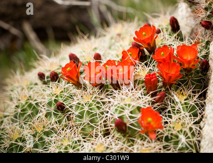 Mojave Mound cactus (Claret Cup) blooms in spring - Mojave desert, California USA