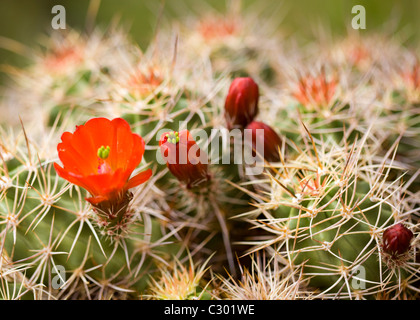 Mojave Mound cactus (Claret Cup) blooms in spring - Mojave desert, California USA Stock Photo