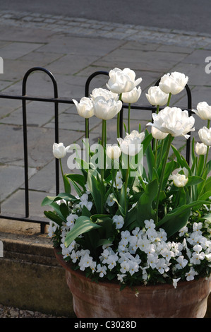 Container planted with white tulips and pansies Stock Photo