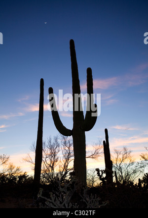 Saguaro cactus field - Saguaro National Park, Arizona USA
