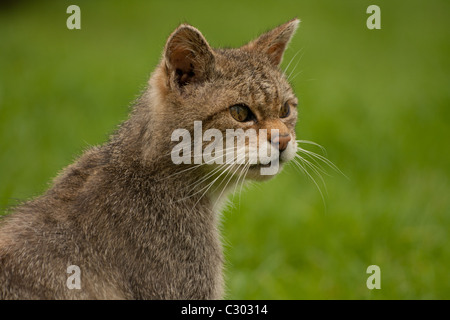 Scottish Wild Cat (Felis silvestris) Stock Photo