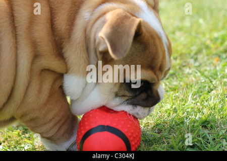 British Bulldog Puppy Stock Photo