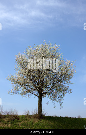 Blooming tree in spring Stock Photo