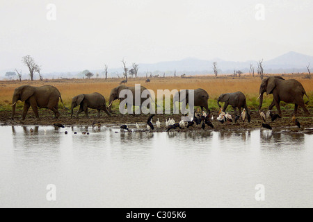 A HERD OF AFRICAN ELEPHANTS ( (LOXODONTA AFRICANA) WALK ALONG A LAKESIDE .MIKUMI NATIONAL PARK. TANZANIA. Stock Photo