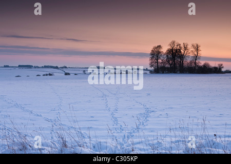 Animal tracks across the field in traditional snow scene in The Cotswolds, Swinbrook, Oxfordshire, United Kingdom Stock Photo