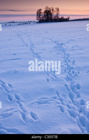 Animal tracks across the field in traditional snow scene in The Cotswolds, Swinbrook, Oxfordshire, United Kingdom Stock Photo